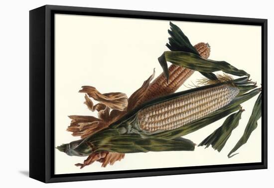 Corn-Philippe-Victoire Leveque de Vilmorin-Framed Stretched Canvas