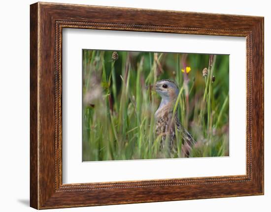 Corncrake hidden in meadow, Balranald RSPB Nature Reserve, North Uist, Scotland-Laurie Campbell-Framed Photographic Print