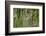 Corncrake hidden in meadow, Balranald RSPB Nature Reserve, North Uist, Scotland-Laurie Campbell-Framed Photographic Print