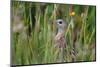 Corncrake hidden in meadow, Balranald RSPB Nature Reserve, North Uist, Scotland-Laurie Campbell-Mounted Photographic Print