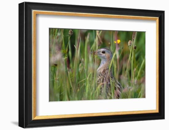 Corncrake hidden in meadow, Balranald RSPB Nature Reserve, North Uist, Scotland-Laurie Campbell-Framed Photographic Print