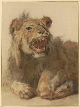 A Lion Snarling, C.1625-33 (Black & Red Chalk with Black and Brown Washes)-Cornelis Saftleven-Giclee Print