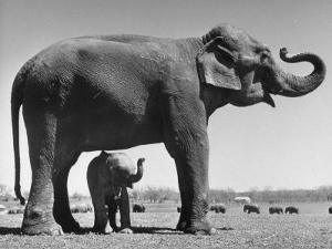 Elephants Black and White Photography artwork for sale ...