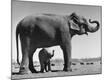 Photographic Print