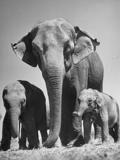 Photographic Print, , large