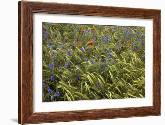 Cornfield Meadow In France-Bob Gibbons-Framed Photographic Print