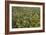 Cornfield Meadow In France-Bob Gibbons-Framed Photographic Print