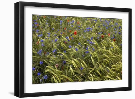 Cornfield Meadow In France-Bob Gibbons-Framed Photographic Print