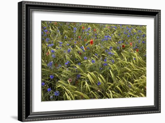 Cornfield Meadow In France-Bob Gibbons-Framed Photographic Print