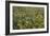 Cornfield Meadow In France-Bob Gibbons-Framed Photographic Print