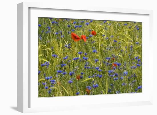 Cornfield Meadow In France-Bob Gibbons-Framed Photographic Print