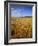 Cornfield, Ridgeway Path, Steps Hill and Ivinghoe Beacon, Chilterns, Buckinghamshire, England, UK-David Hughes-Framed Photographic Print