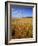 Cornfield, Ridgeway Path, Steps Hill and Ivinghoe Beacon, Chilterns, Buckinghamshire, England, UK-David Hughes-Framed Photographic Print