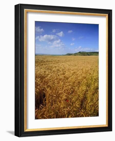 Cornfield, Ridgeway Path, Steps Hill and Ivinghoe Beacon, Chilterns, Buckinghamshire, England, UK-David Hughes-Framed Photographic Print