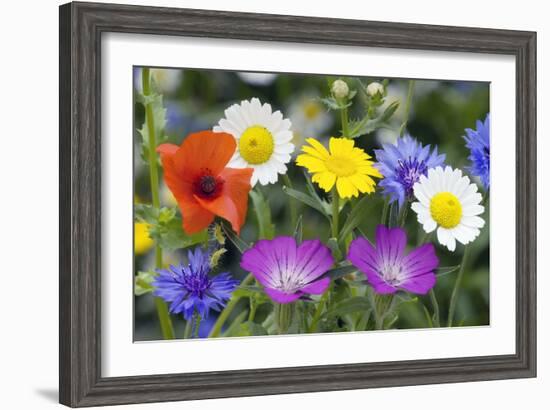 Cornfield Weed Flowers-Bob Gibbons-Framed Photographic Print