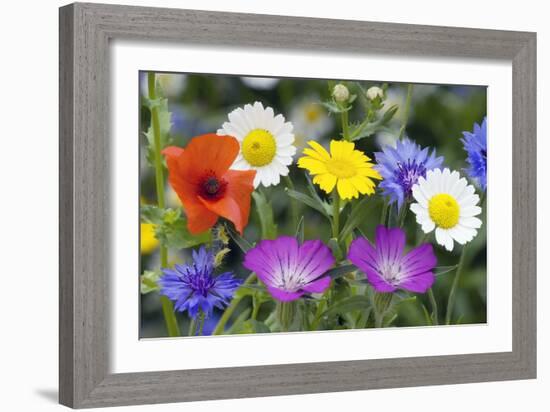 Cornfield Weed Flowers-Bob Gibbons-Framed Photographic Print