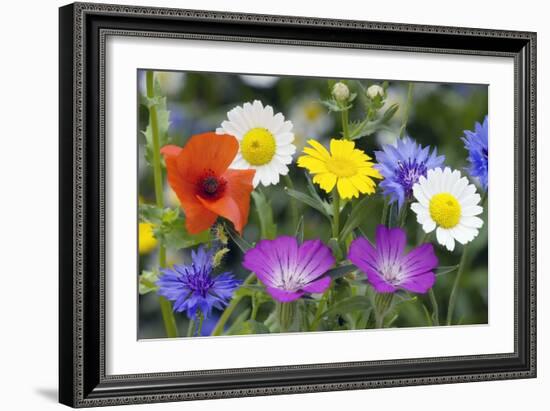 Cornfield Weed Flowers-Bob Gibbons-Framed Photographic Print