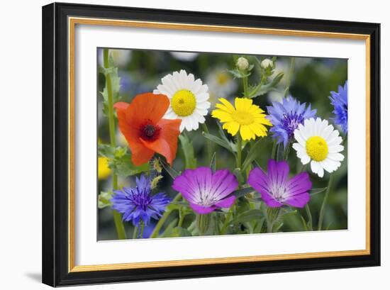 Cornfield Weed Flowers-Bob Gibbons-Framed Photographic Print