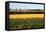 Cornfield with Church in Background-null-Framed Premier Image Canvas