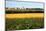 Cornfield with Church in Background-null-Mounted Photographic Print