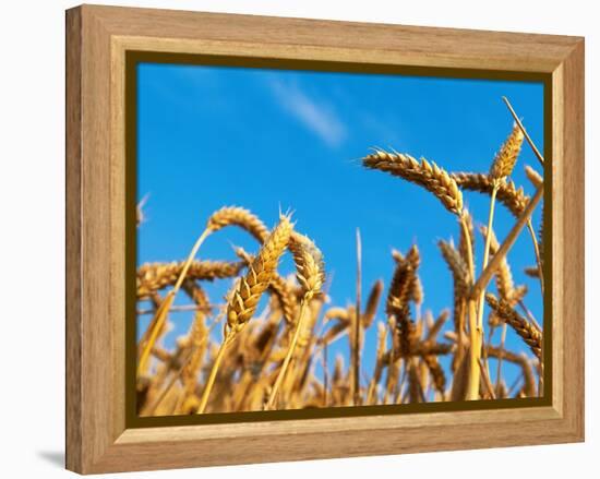 Cornfield-null-Framed Premier Image Canvas