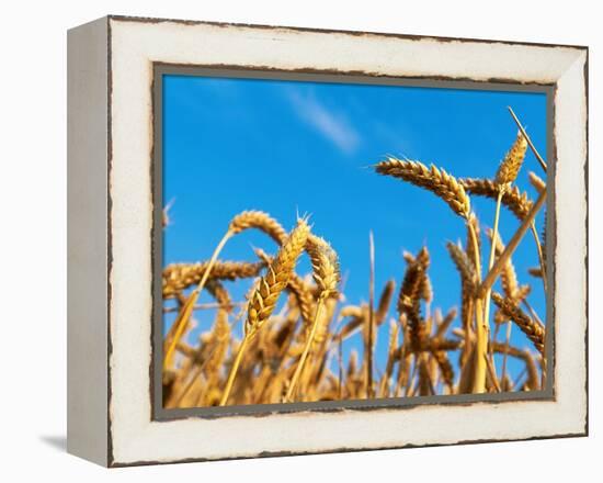 Cornfield-null-Framed Premier Image Canvas