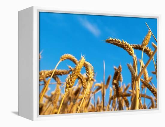 Cornfield-null-Framed Premier Image Canvas