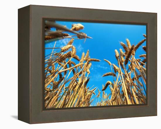 Cornfield-null-Framed Premier Image Canvas