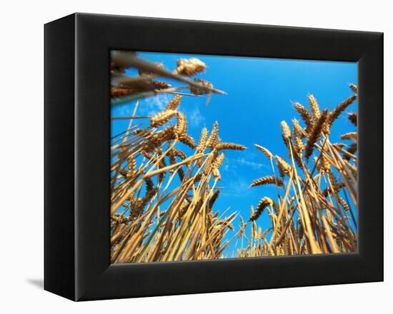 Cornfield-null-Framed Premier Image Canvas