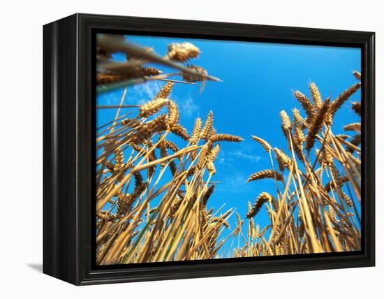 Cornfield-null-Framed Premier Image Canvas