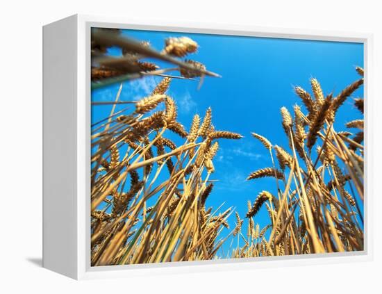 Cornfield-null-Framed Premier Image Canvas