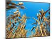 Premium Photographic Print