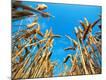 Premium Photographic Print