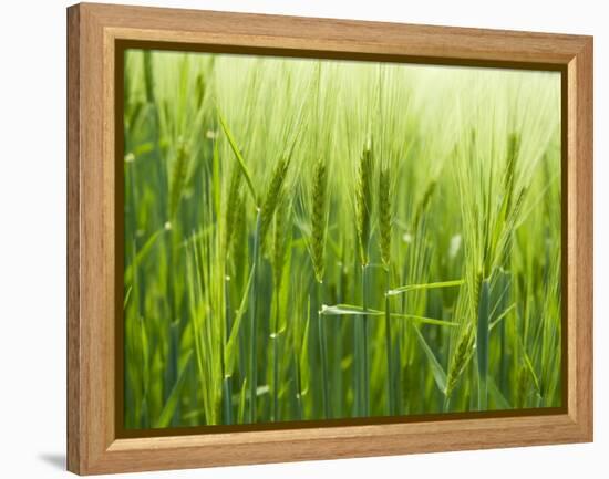 Cornfield-Susanne Casper-zielonka-Framed Premier Image Canvas