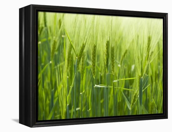 Cornfield-Susanne Casper-zielonka-Framed Premier Image Canvas