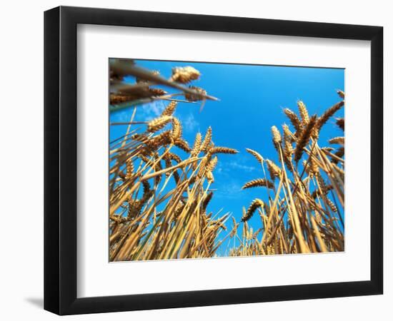 Cornfield-null-Framed Photographic Print