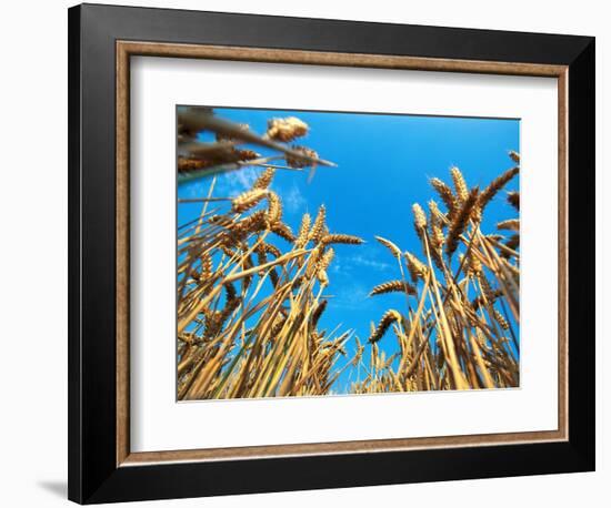 Cornfield-null-Framed Photographic Print