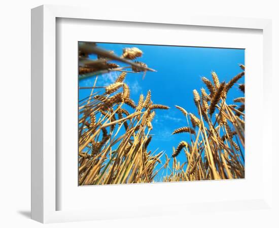 Cornfield-null-Framed Photographic Print