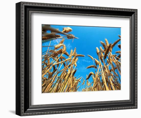 Cornfield-null-Framed Photographic Print