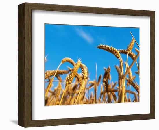 Cornfield-null-Framed Photographic Print