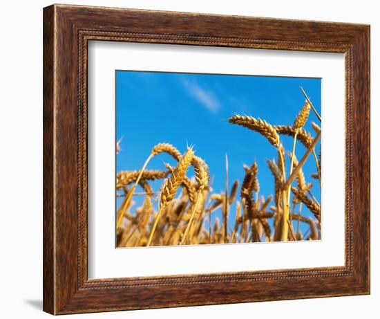 Cornfield-null-Framed Photographic Print