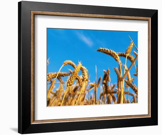 Cornfield-null-Framed Photographic Print