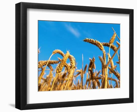 Cornfield-null-Framed Photographic Print