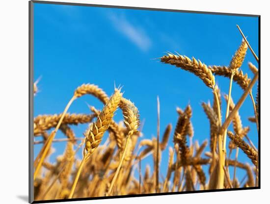 Cornfield-null-Mounted Photographic Print