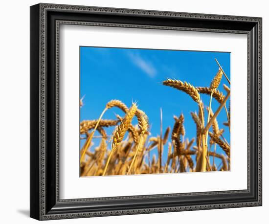 Cornfield-null-Framed Photographic Print