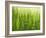 Cornfield-Susanne Casper-zielonka-Framed Photographic Print