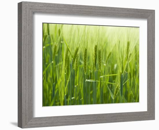 Cornfield-Susanne Casper-zielonka-Framed Photographic Print