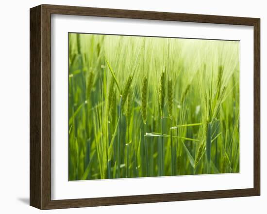 Cornfield-Susanne Casper-zielonka-Framed Photographic Print