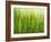 Cornfield-Susanne Casper-zielonka-Framed Photographic Print