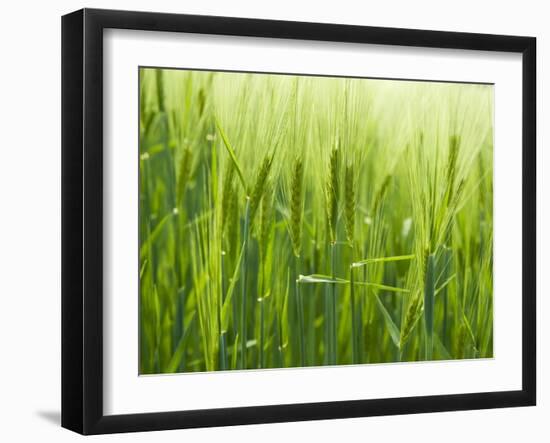 Cornfield-Susanne Casper-zielonka-Framed Photographic Print